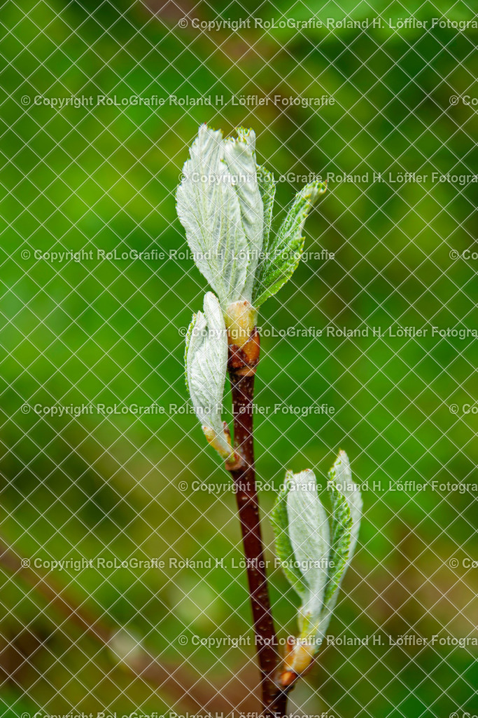 Echte Mehlbeere_Aria edulis (Willd.) M.Roem._Familie-Rosaceae | Echte Mehlbeere Aria edulis (Willd.) M.Roem. Familie-Rosaceae - Realisiert mit Pictrs.com
