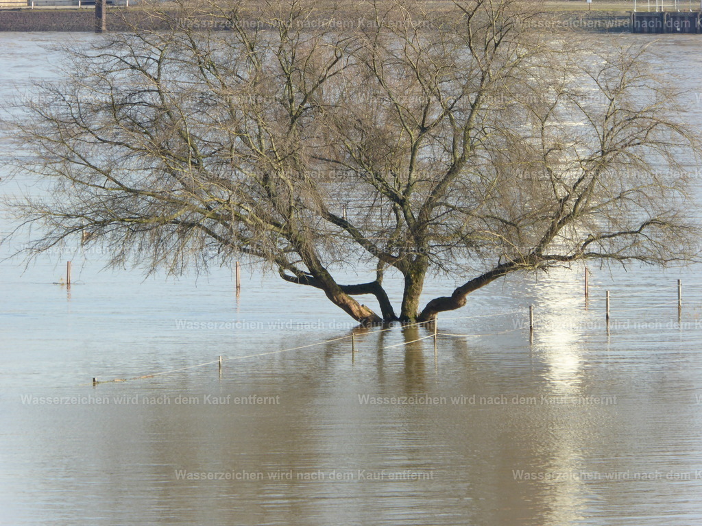 Hochwasser | Das Hochwasser Februar 2016 am Rhein bei Duisburg , zeigt sich in seiner vollen Breite. - Realisiert mit Pictrs.com