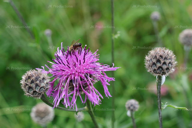 bieneblume | Fotos, Fotos kaufen,  Fotos von Stadt und Land, Fotos von Tieren. - Realisiert mit Pictrs.com