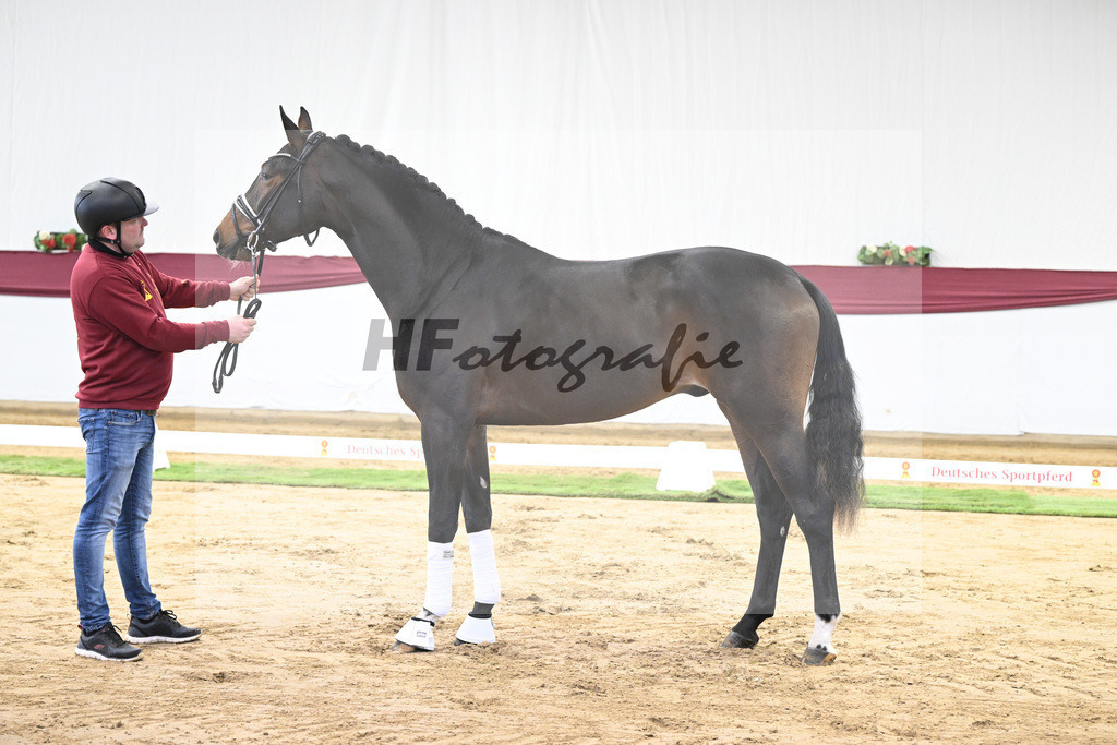 Kat-Nr. 139 Escolar x Rubin-Royal_2M2 Horese I Bastad AB_47250302 | hf-fotografie - Realisiert mit Pictrs.com