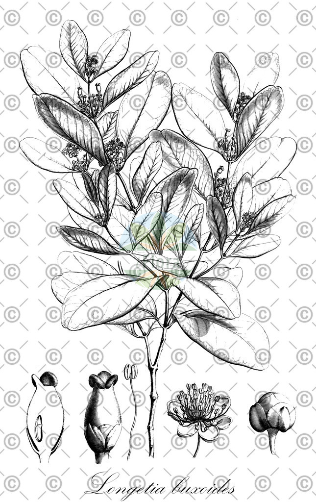 HistAbb_wfo-0001087771_1_ENZY_Simple | Historische Abbildung von Longetia buxoides - Picrodendraceae | Historical Illustration of Longetia buxoides - Picrodendraceae
