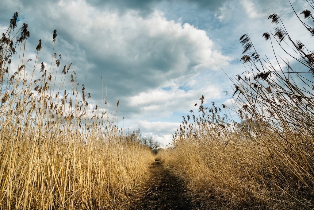 Schilfweg zur Mettnauspitze | Ein Naturerlebnis der besonderen Art ist der ca 1,5 km lange Naturpfad durch den Schilfgürtel der Halbinsel Mettnau - Realisiert mit Pictrs.com