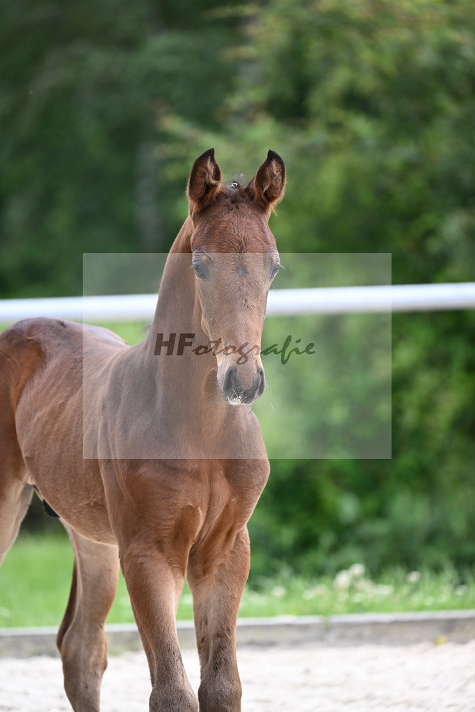 Va Bene x Fidertanz_HF_Koller_20240869 | hf-fotografie - Realizzato con Pictrs.com