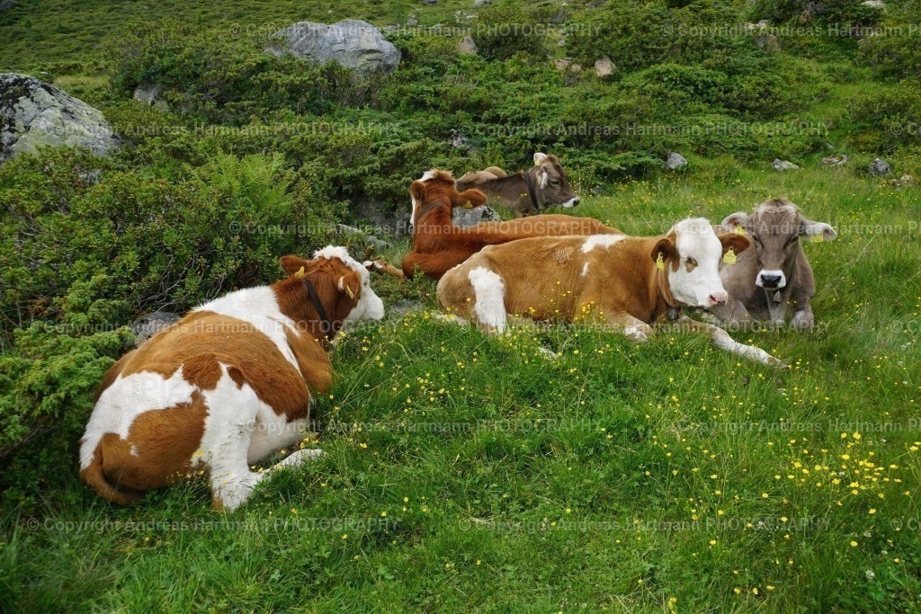 Almrinder | Almrinder - Realisiert mit Pictrs.com