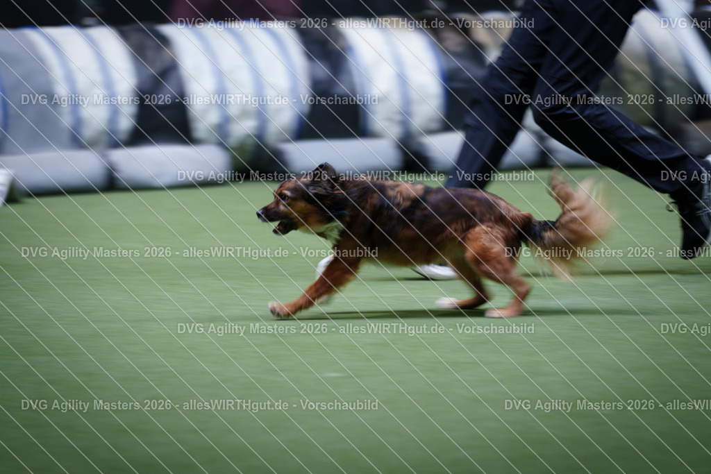 allesWIRTHgut_Tierfotografie-DVG_Agility_Masters_2026-15_03-7R506036 | Professionelle Tierfotografie in Mönchengladbach von Daniel Wirth (allesWIRTHgut). Liebevolle & natürliche Bilder von Hunden & Katzen für unvergessliche Erinnerungen.