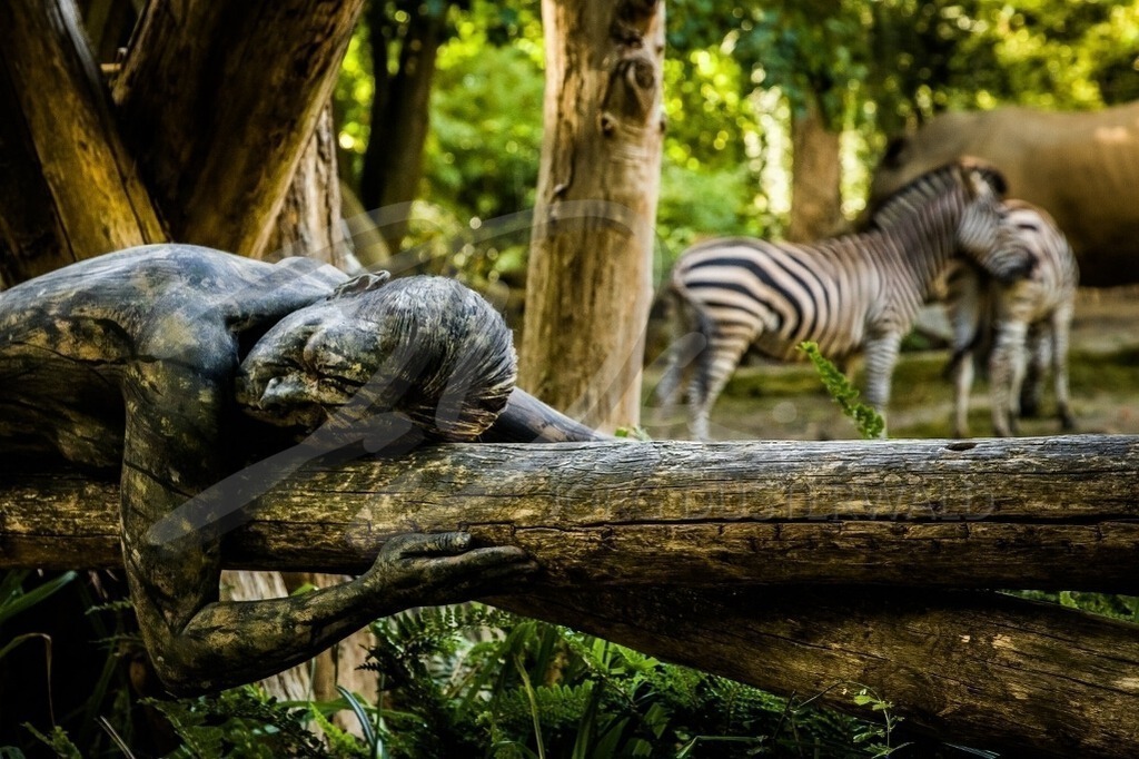 AnimalArt-ZEBRA_3321 | #001 | Modell: Jutta | Foto: Alexander Große-Strangmann - Realisiert mit Pictrs.com