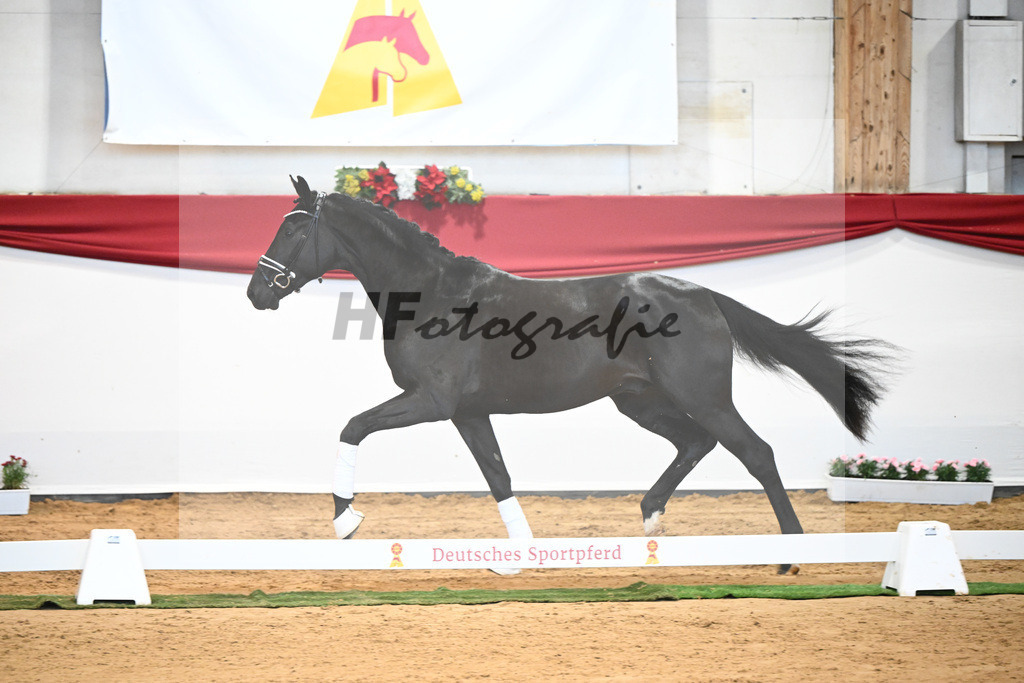 Kat-Nr. 3 Bellany x Florestan I_Schulze-Averdiek_43231665 | hf-fotografie - Realisiert mit Pictrs.com