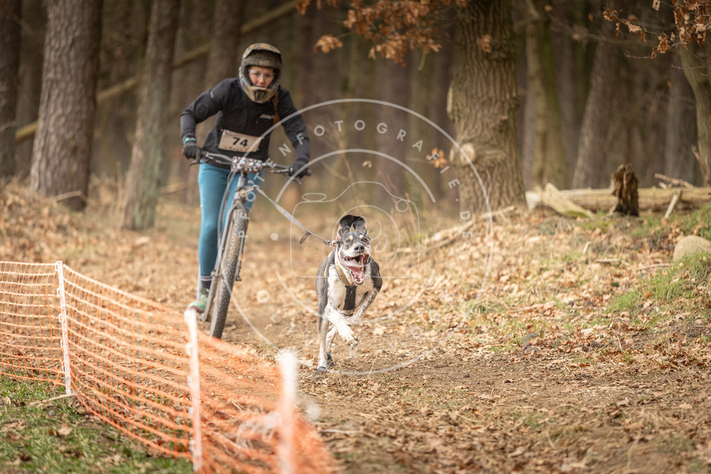 Pfotenfotografie_DV3A4053 | Hundefotografie, Tierfotograf, Pfotenfotografie, Fotoshooting Hund, Hunde Portrait, Hundesport, Hundeportraits, Heideshooting, Hunde, Sportfotograf, Hundefotograf, Turnierhundsport, THS,  - Realisiert mit Pictrs.com