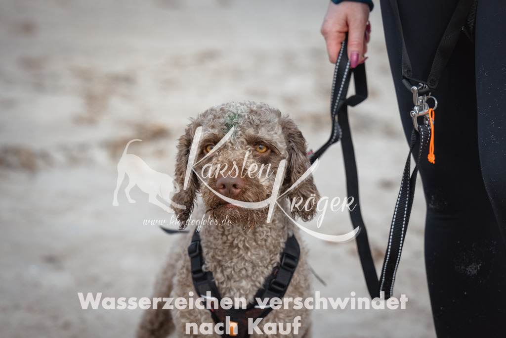 1218_ZZ96113 | kk-dogfotos