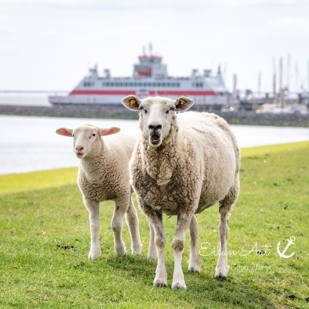 EAF_1218-2 | Eilun-Art-Fotografie Levke Martens, ihre Fotografin für Immobilien- und Landschaftsfotografie auf Föhr, Föhrer Motive als Poster, Leinwand, hinter Acrylglas oder stelle dir deinen eigenen Monatskalender zusammen, mit nur einem Klick