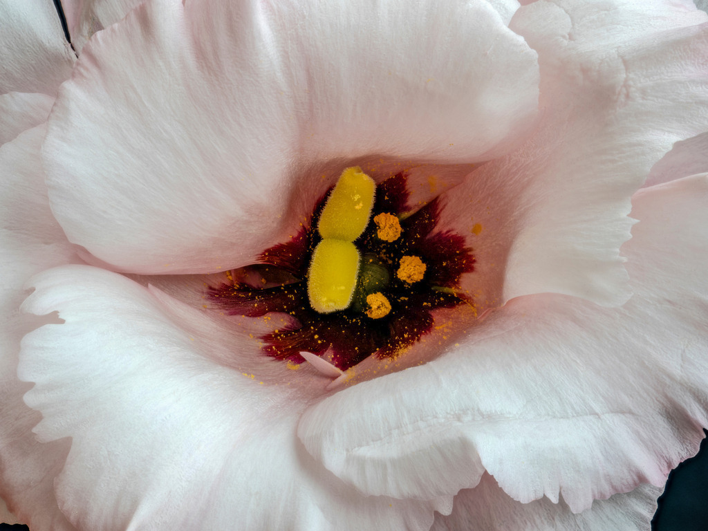 Lisianthus white | Fotos in hoher Qualität, extrem scharf, viele schöne Details mit leuchtenden Farben. Blütenbilder für Zuhause, Praxis, Kanzlei oder Büro. Aufnahmen in Low Key, nahezu monochrom. Hochwertige Materialien: Alu Dibond, Hahnenmühle, Forex, Fotodrucke. - Realizzato con Pictrs.com
