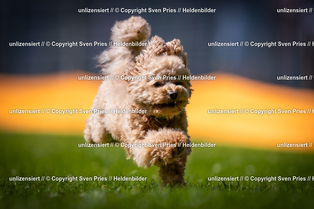 Sven Pries | 2025-08-10 - Hunderennen Durlach - Realisiert mit Pictrs.com