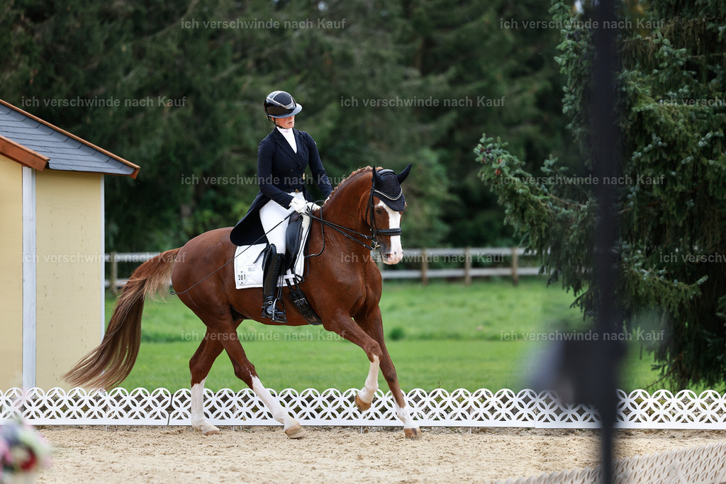 11-201-Dressur S___-StoibPH-945 | working equitationturnier fotograf videograf stoibphotography marixx film working equitation deutschland reitsport turnierfotografie eventfotografie equestrian events