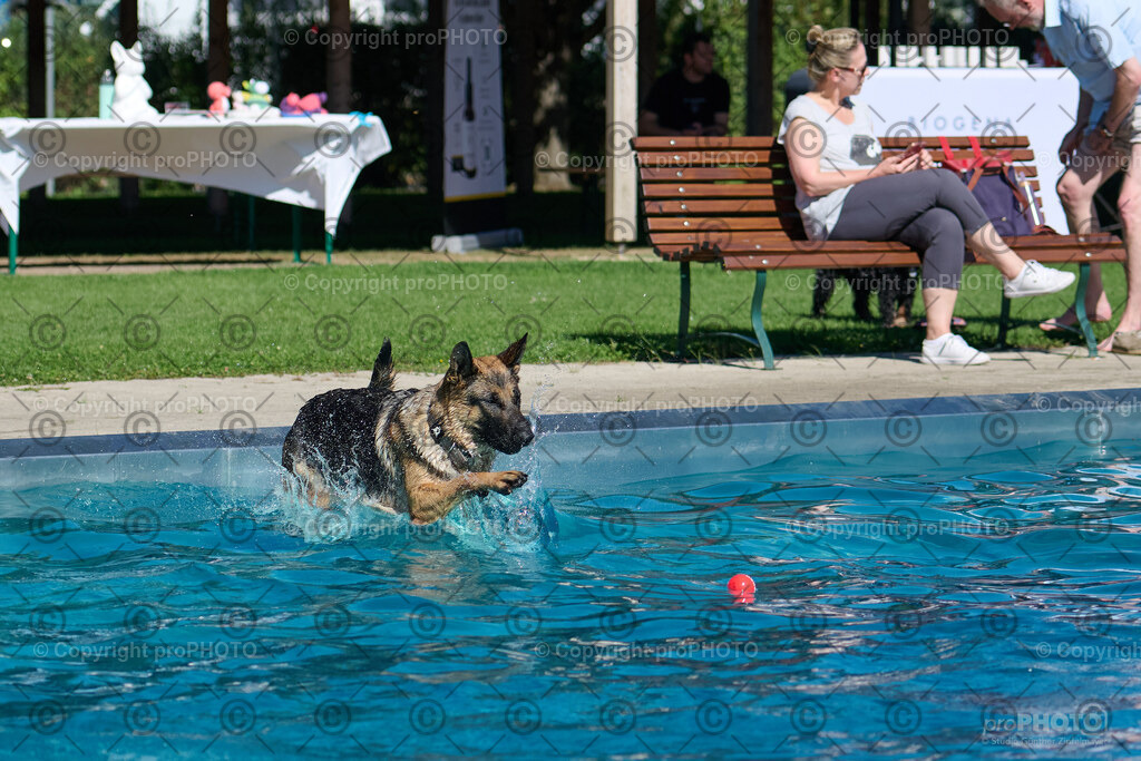 098_202509_4Hundebadetag_NZ9_2430 | proPHOTO - Realisiert mit Pictrs.com