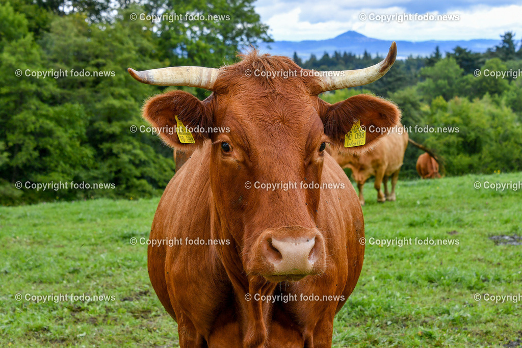 Deutschland_ Baden-Wuerttemberg_ Weilheim an der Teck_ 13.09.2025-2 | 13.09.2025, Deutschland, GER, Baden-Wuerttemberg, Weilheim an der Teck am Fuße der Schwaebischen Alb, im Bild Themenbild, Kuh, Rind, Hoerner, Weide, Wiese, Landwirtschaft, Tier, Natur, gruene Wiese, Bauernhof, Ohrmarken, Tierhaltung, Landleben, Sommer, Landschaft, Landwirtschaftsbetrieb, Feature, Symbolbild