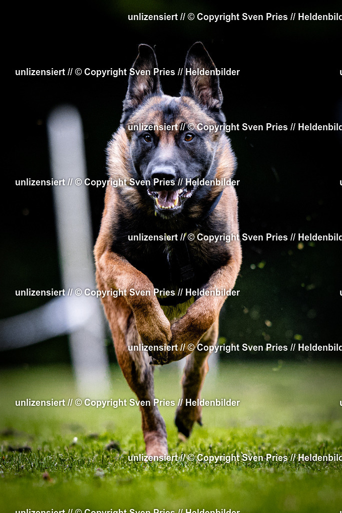 Sven Pries | 2025-10-03 - Hunderennen Obergrombach - Realisiert mit Pictrs.com
