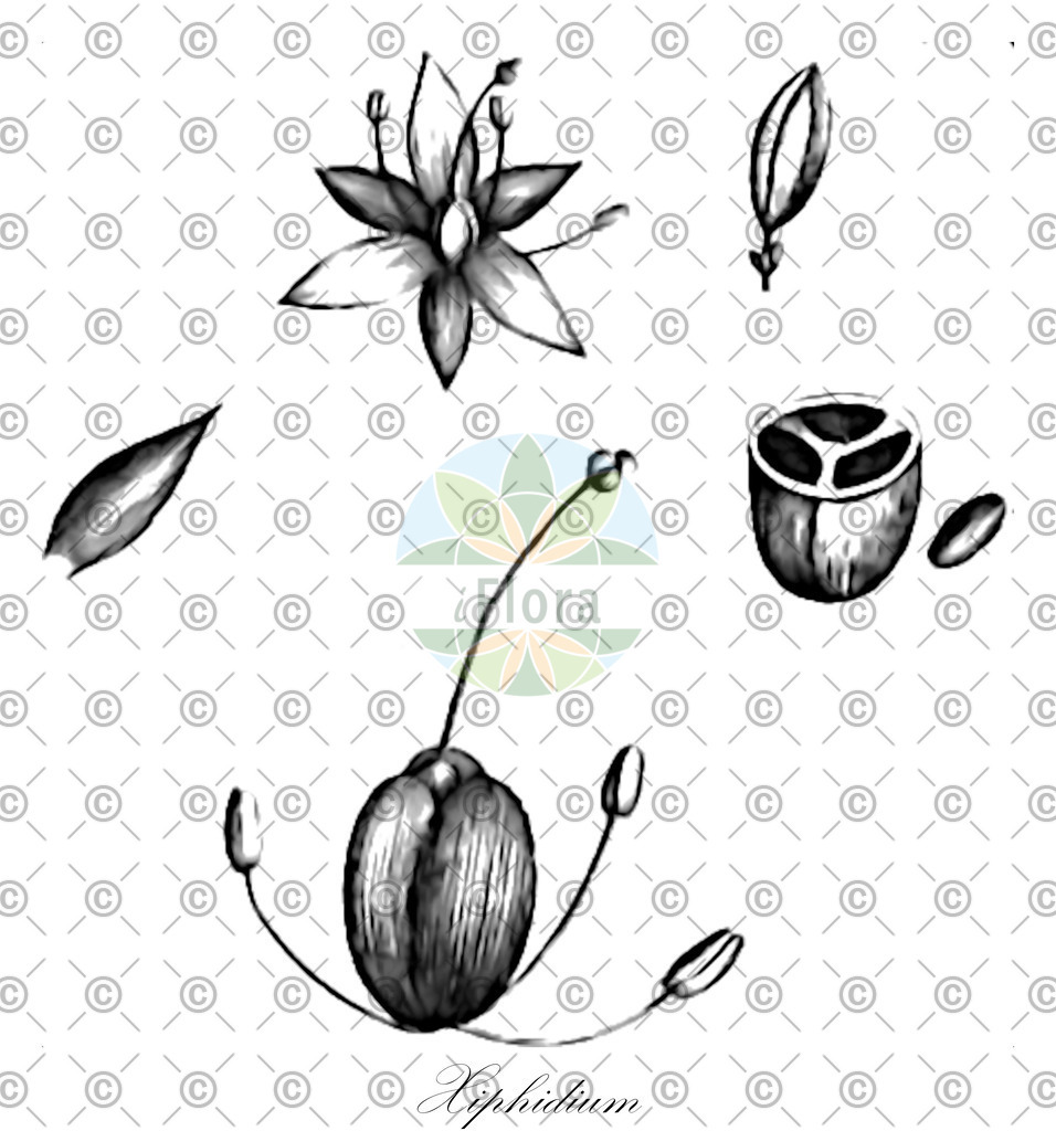 HistAbb_wfo-0001434670_1_ENZY_Simple | Historische Abbildung von Xiphidium - Haemodoraceae | Historical Illustration of Xiphidium - Haemodoraceae