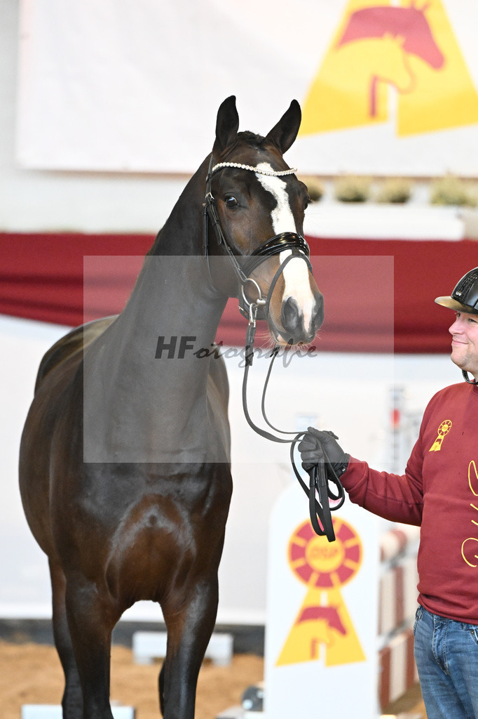 Kat-Nr. 44 New Pleasure VDL x Clinton_Ferienhof Stuecker_Wilbers_47241037 | hf-fotografie - Realizzato con Pictrs.com