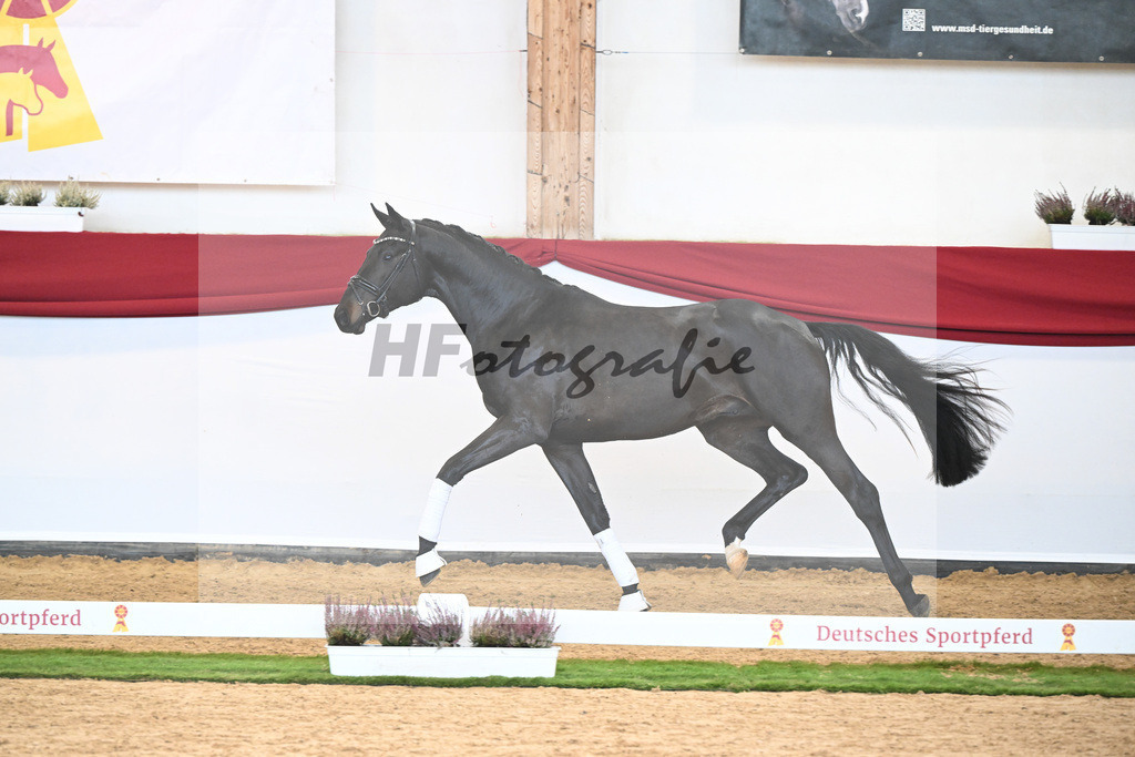 Kat-Nr. 58 Zauberlehrling PS x Escolar_Sprehe_47240818 | hf-fotografie - Realizzato con Pictrs.com