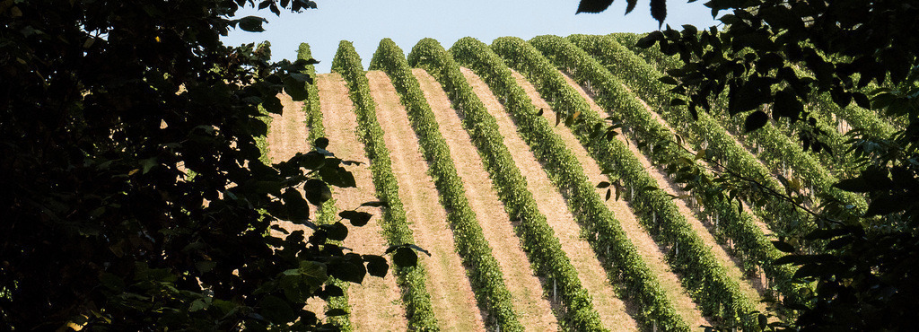 Weinhalde_Metzenhalde | klausulrichmoeller