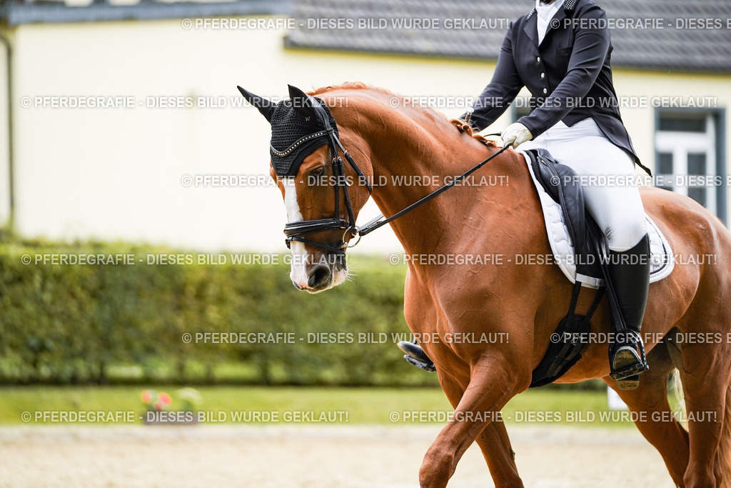 DSC01022 | Pferdegrafie