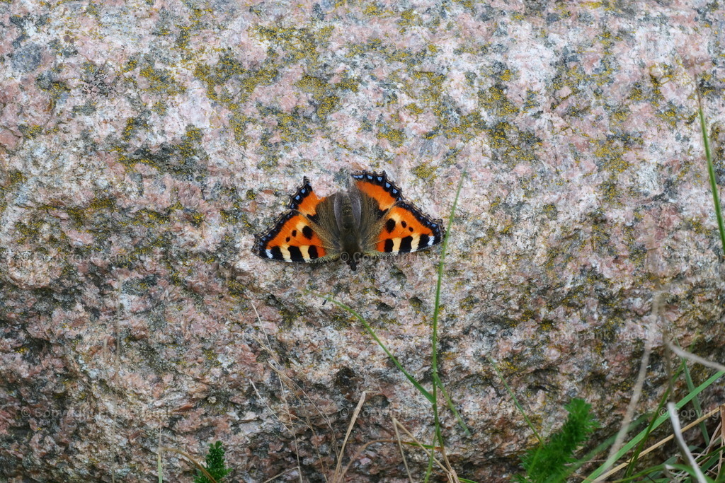Schmetterling Kleiner Fuchs | Der Kleine Fuchs ist ein Schmetterling und steht aufgrund von Habitatverlust und Umweltveränderungen auf der roten Liste der gefährdeten Arten. Der kleine Fuchs wurde an den Steinwällen im Bereich des Naturlehrpfades am Nonnensee nahe der Stadt Bergen auf Rügen gefunden. - Realisiert mit Pictrs.com