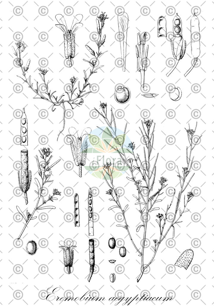 HistAbb_wfo-0000868702_1_ENZY_Simple | Historische Abbildung von Eremobium aegyptiacum - Brassicaceae | Historical Illustration of Eremobium aegyptiacum - Brassicaceae
