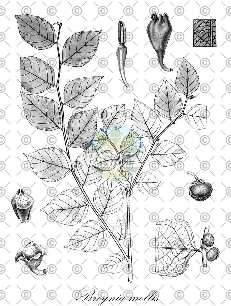 HistAbb_wfo-0000001017_1_ENZY_Simple | Historische Abbildung von Breynia mollis - Phyllanthaceae | Historical Illustration of Breynia mollis - Phyllanthaceae