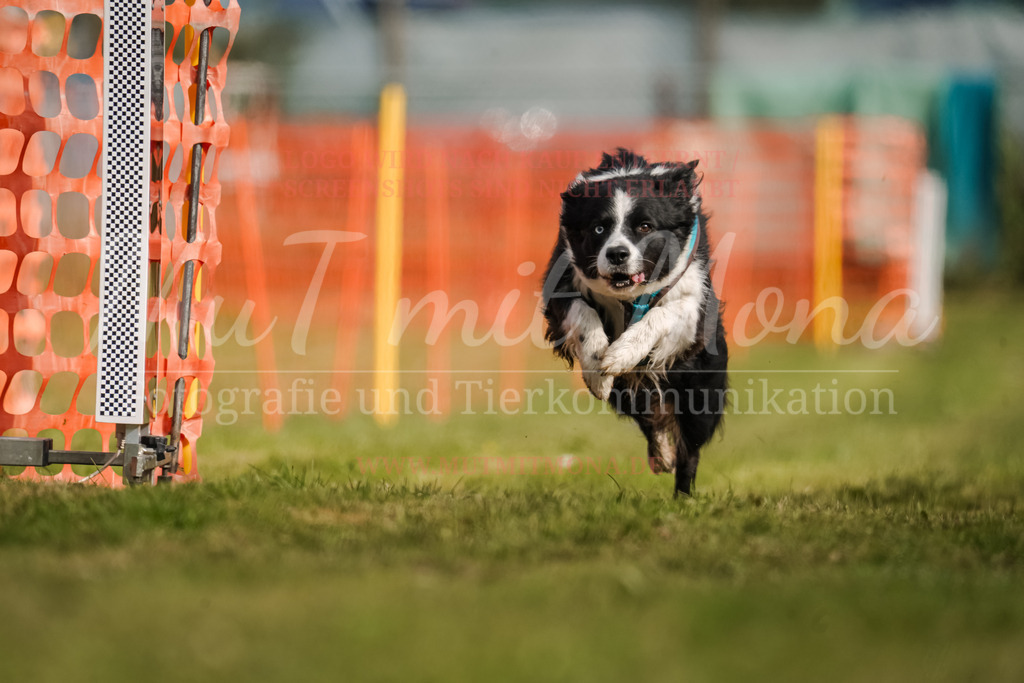 20250928_Hunderennen-207 | MuT (Mensch und Tier) mit Mona - Fotografie und Tierkommunikation - Realisiert mit Pictrs.com