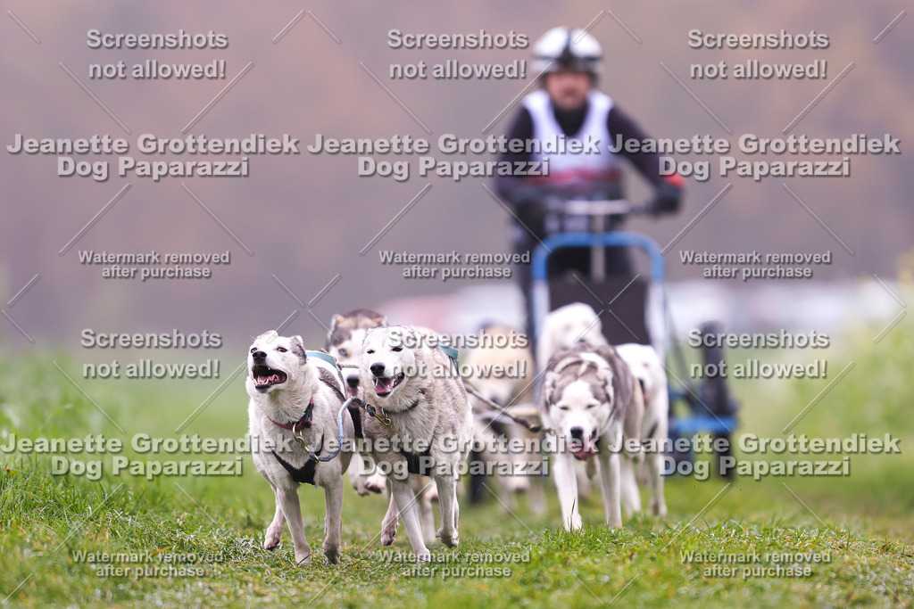 Dog Paparazzi - Visbeck 25 -44 | Dog Paparazzi Jeanette Grottendiek Fotografie & Videografie - Realisiert mit Pictrs.com