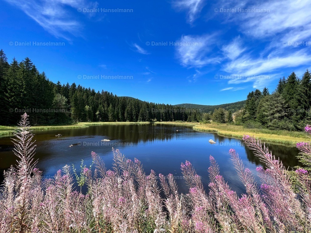 Schluchsee bei Äule | Hier finden Sie Poster, Leinwandfotos sowie viele weitere Fotoprodukte mit Motiven aus dem Schwarzwald, aus Freiburg und dem Kaiserstuhl zum Download und zum Bestellen.  - Realisiert mit Pictrs.com