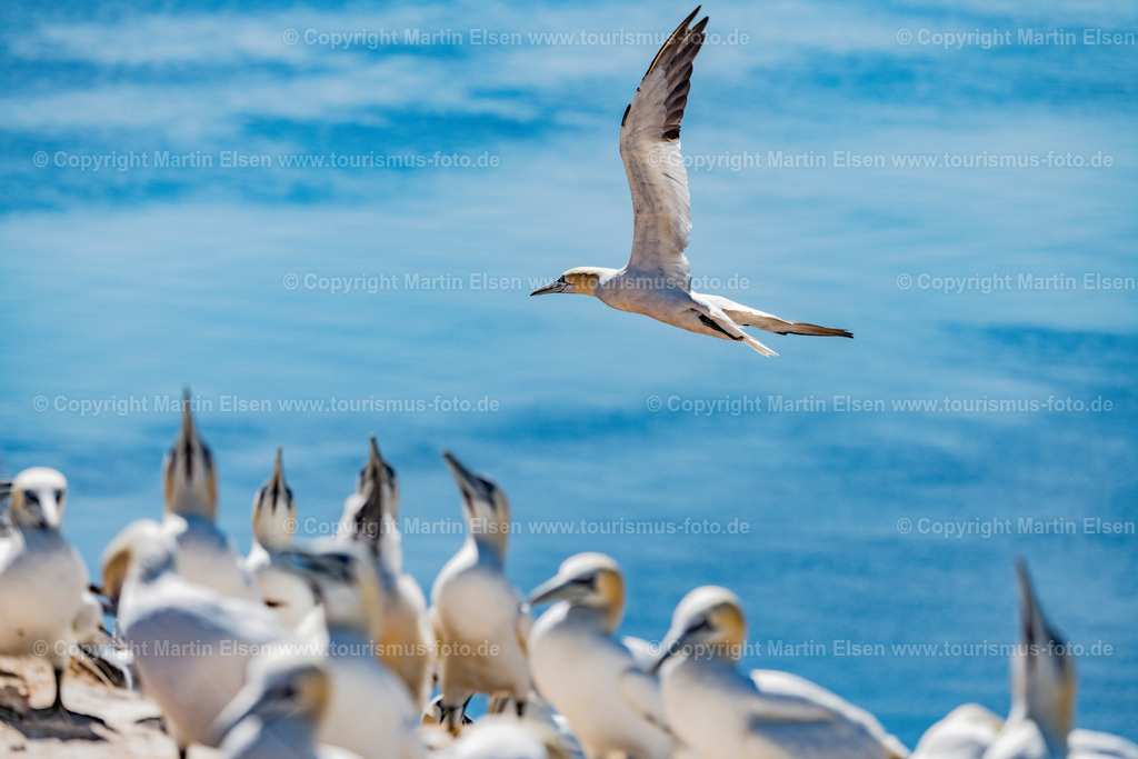 Helgoland Bastölpel_ELS_3373030818 | Helgoland - Aufnahmedatum: 03.08.2018, Aufnahmehöhe:  m, Koordinaten:  - , Bildgröße: 8256 x  5504 Pixel - Copyright 2018 by Martin Elsen, Kontakt: Tel.: +49 157 74581206, E-Mail: info@schoenes-foto.deSchlagwörter:Schleswig-Holstein,Landkreis Pinneberg,Düne,Hochseeinsel,Börteboote,Meer,Küste,Halunder,Oberland,Unterland,Strand,Seehunde,Robben,Lange Anna,Felsen,Roter Felsen,Luftbild,Luftbilder,Bastölpel - Realisiert mit Pictrs.com