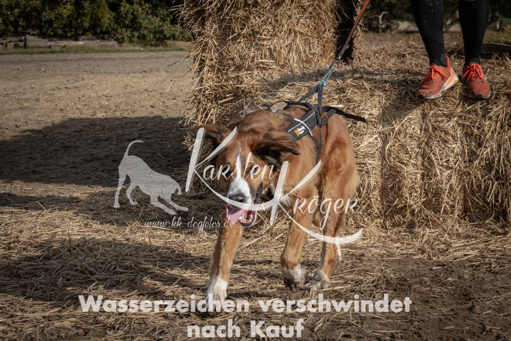 1207_ZZ93539 | kk-dogfotos