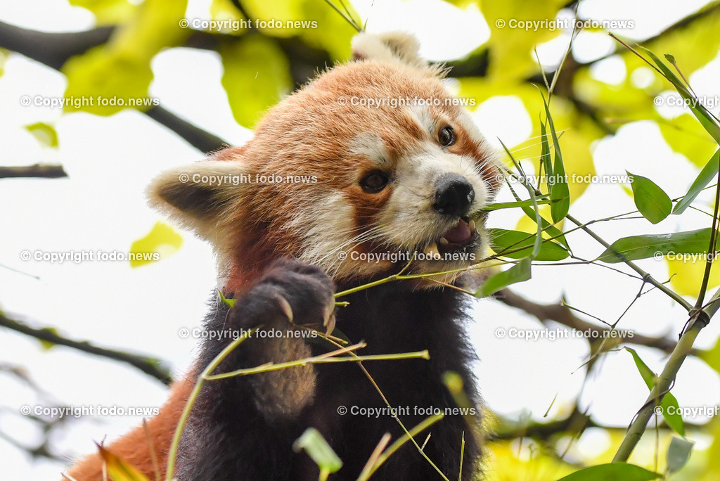 Zoo Linz_ 22.11.2022-53 | 22.11.2022, Zoo Linz, AUT, Schafe, Ziegen, roter Panda, im Bild roter Panda