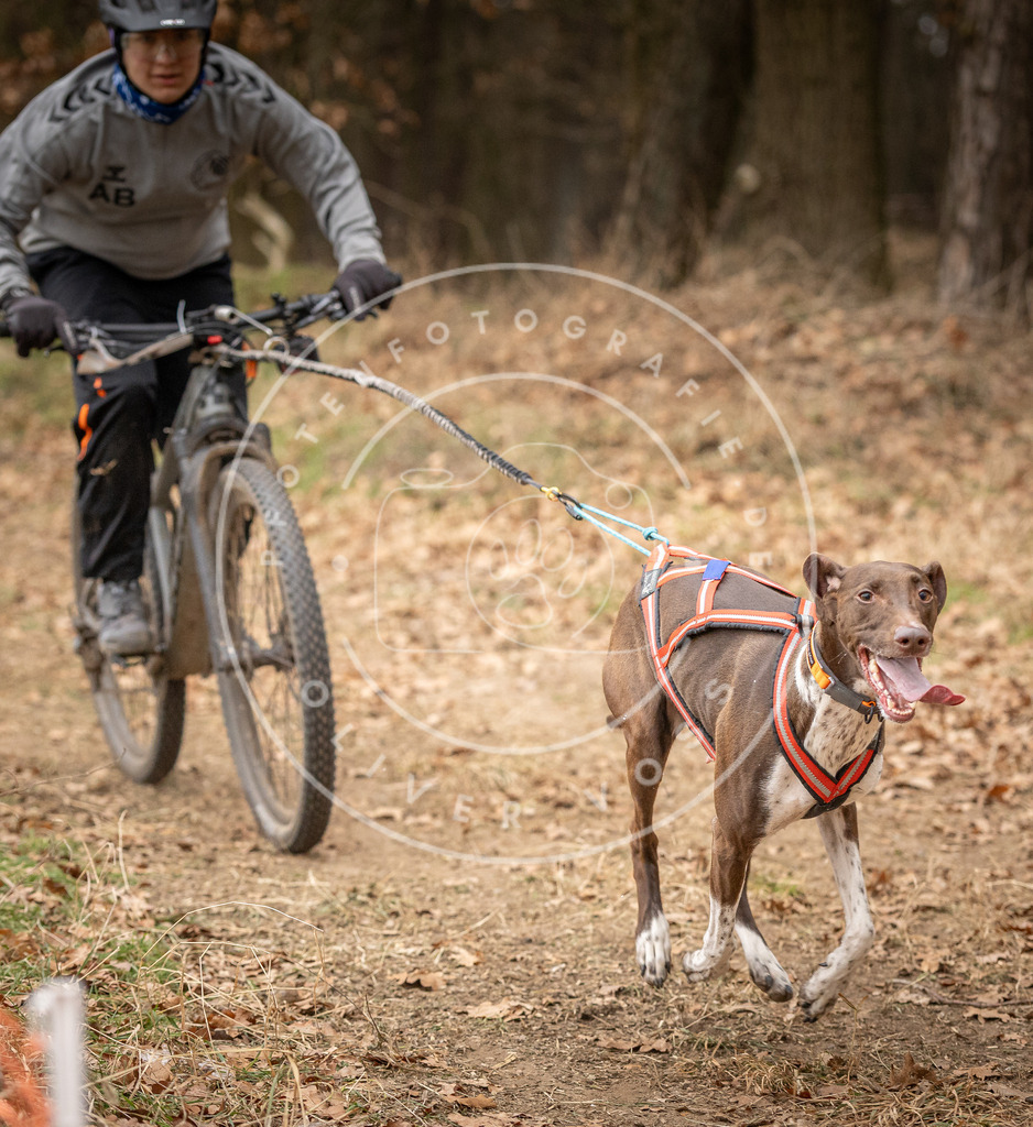 Pfotenfotografie_DV3A2855 | Hundefotografie, Tierfotograf, Pfotenfotografie, Fotoshooting Hund, Hunde Portrait, Hundesport, Hundeportraits, Heideshooting, Hunde, Sportfotograf, Hundefotograf, Turnierhundsport, THS,  - Realisiert mit Pictrs.com