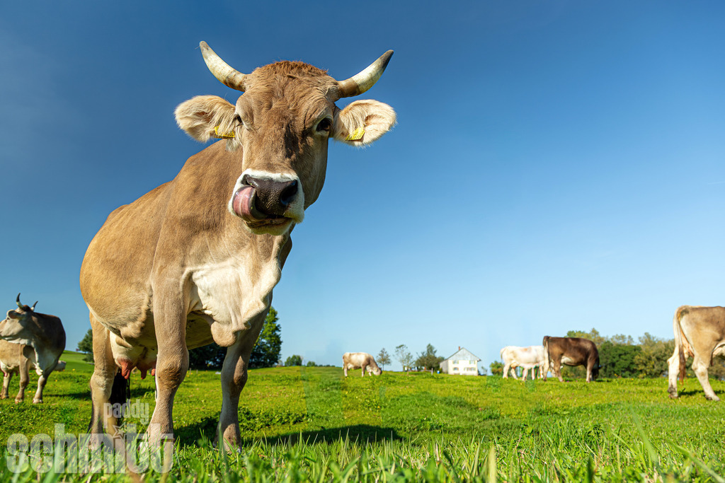 PS-Tiere-2026-23 | Entdecke die größte Bildgalerie der Region mit Fotografien aus dem Allgäu, der Bodenseeregion, Oberschwaben, dem Donautal und der Schwäbischen Alb. Landschaften, Luftaufnahmen und Reisefotografie als Wandbild und Fotokunst. - Realisiert mit Pictrs.com