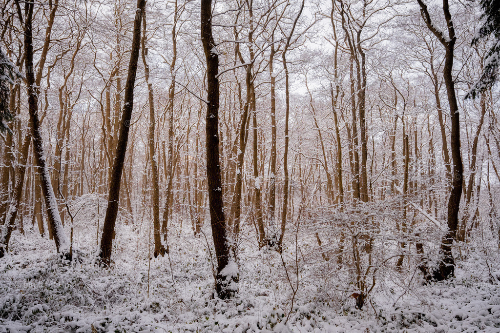 2023-12-01_Wald_Pratjau_Schnee_026 | Profi-Fotos über Schleswig-Holstein und dem ganzen Norden für Büro, Hotel, Ferienhaus, Ferienwohnung, Wohnzimmer, Arztpraxis uvm. jetzt bestellen. - Realisiert mit Pictrs.com