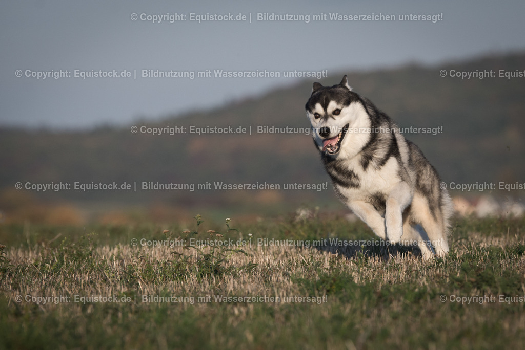 20181016_Hund_0032 | Foto: Thomas Hartig
