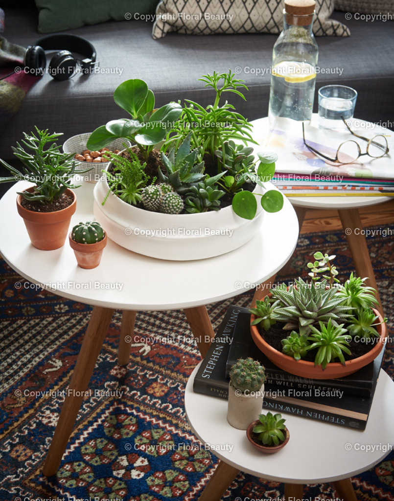 Pflanzenschale_02 | Onlineshop für hochwertige Wandbilder. Bei uns findet ihr selbstgestaltete Blumenmotive. Das perfekte Geschenk, als Praxisdeko oder die eigene Wohnung. Alle künstlerischen Blumenfotos sind auf Leinwand, FineArtPrint, Kunstdruck und vielem mehr zu erwerben - Realisiert mit Pictrs.com