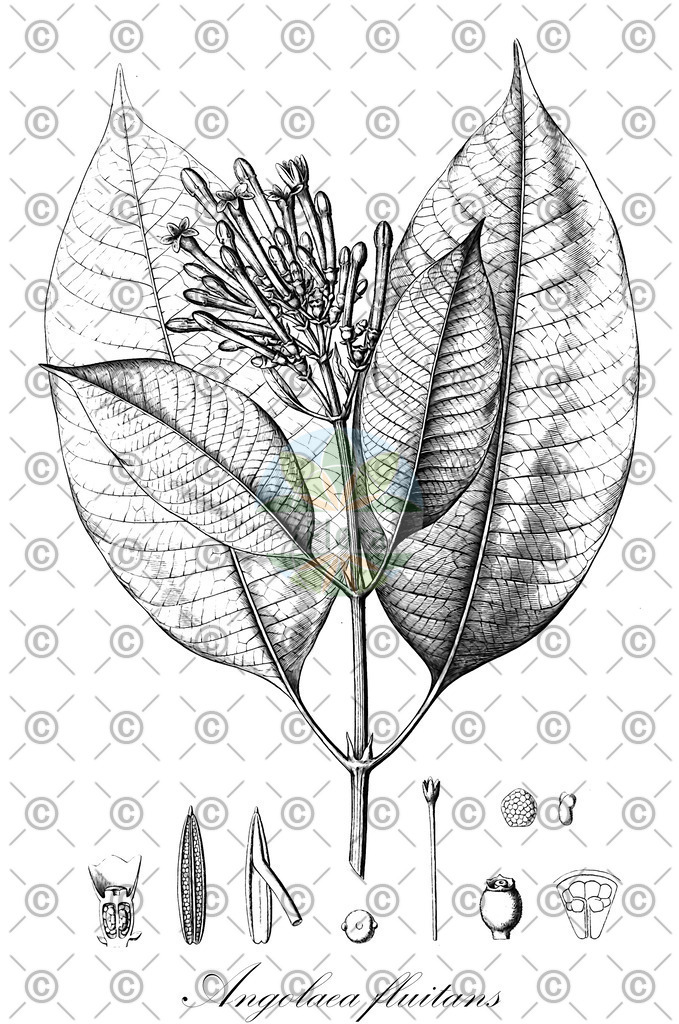 HistAbb_wfo-0000536542_534_ENZY_Simple | Historische Abbildung von Angolaea fluitans - Podostemaceae | Historical Illustration of Angolaea fluitans - Podostemaceae