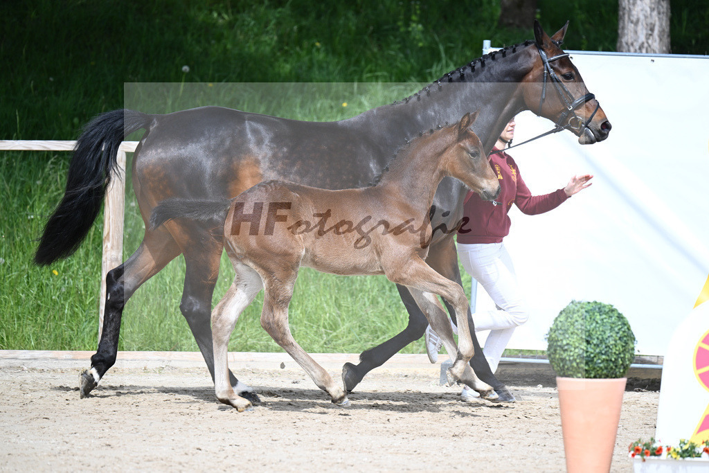 Adzaro de L Abbaye B x Cornet Obolensky_HF_Berger_11240273 | hf-fotografie - Realisiert mit Pictrs.com