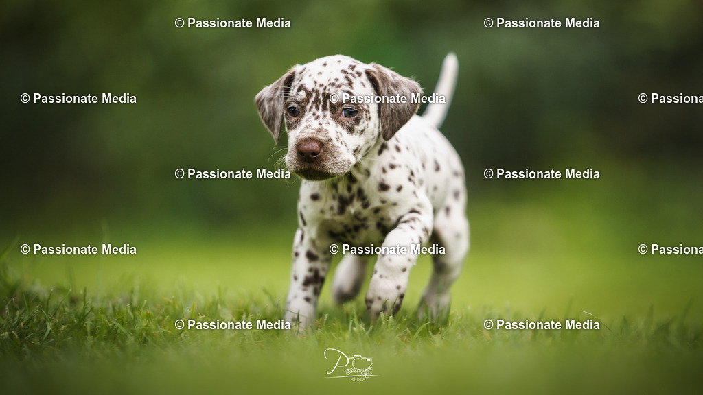 DSC05083 | Passionate Media, dein Fotograf aus Brandenburg, Märkisch Oderland, im Bereich Motorsport, Autos und Motorräder sowie Events und auch Hunde. Shootings oder auch Eventbegleitungen können bei mir gebucht we