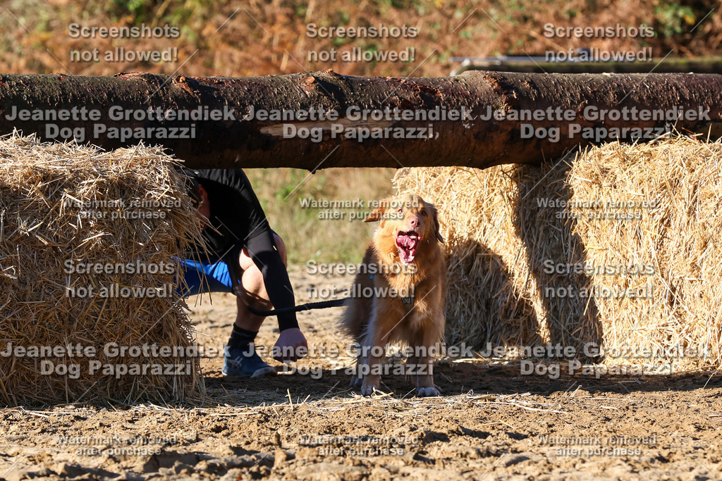 Dog Paparazzi - Strongdog 10-25-1418 | Dog Paparazzi Jeanette Grottendiek Fotografie & Videografie - Realisiert mit Pictrs.com