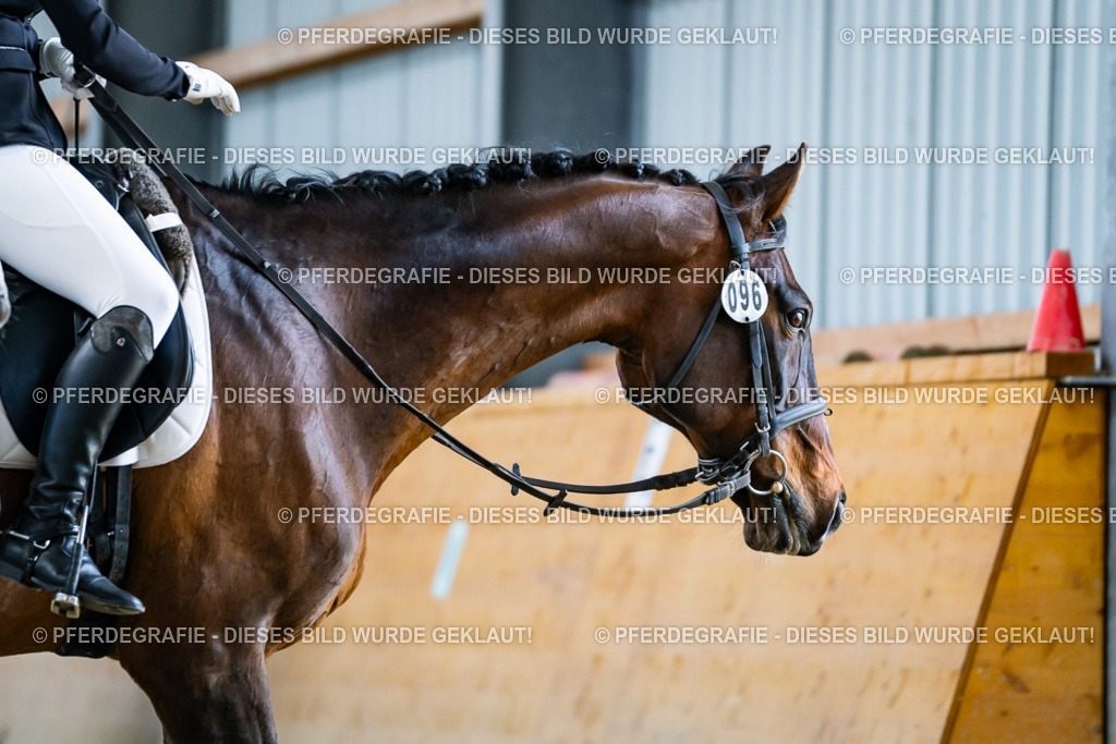 DSC05771 | Pferdegrafie