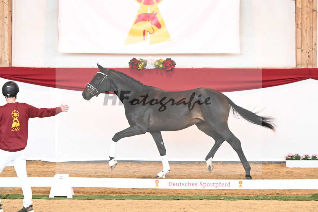 Kat-Nr. 44 Quaterback x Desperados_Ullmann_43230488 | hf-fotografie - Realisiert mit Pictrs.com