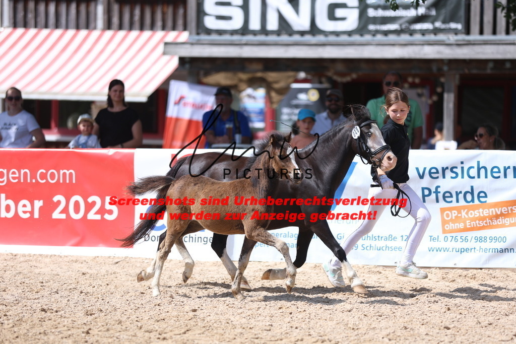 Fohlenschau_Schwäbisch_Hall_Ponys_KN 49_3 | lmwpictures - Realisiert mit Pictrs.com