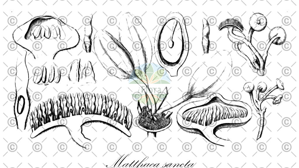 HistAbb_wfo-0000372153_1_ENZY_Simple | Historische Abbildung von Matthaea sancta - Monimiaceae | Historical Illustration of Matthaea sancta - Monimiaceae