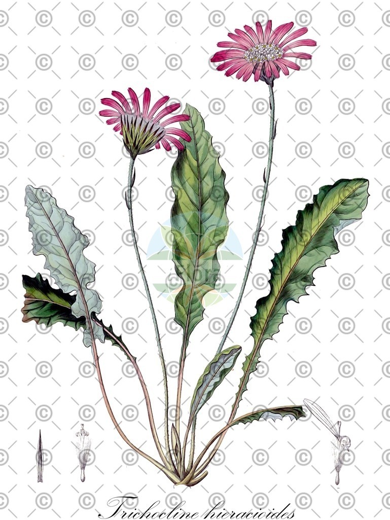 HistAbb_wfo-0001199212_1_ENZY_Simple | Historische Abbildung von Trichocline hieracioides - Asteraceae | Historical Illustration of Trichocline hieracioides - Asteraceae