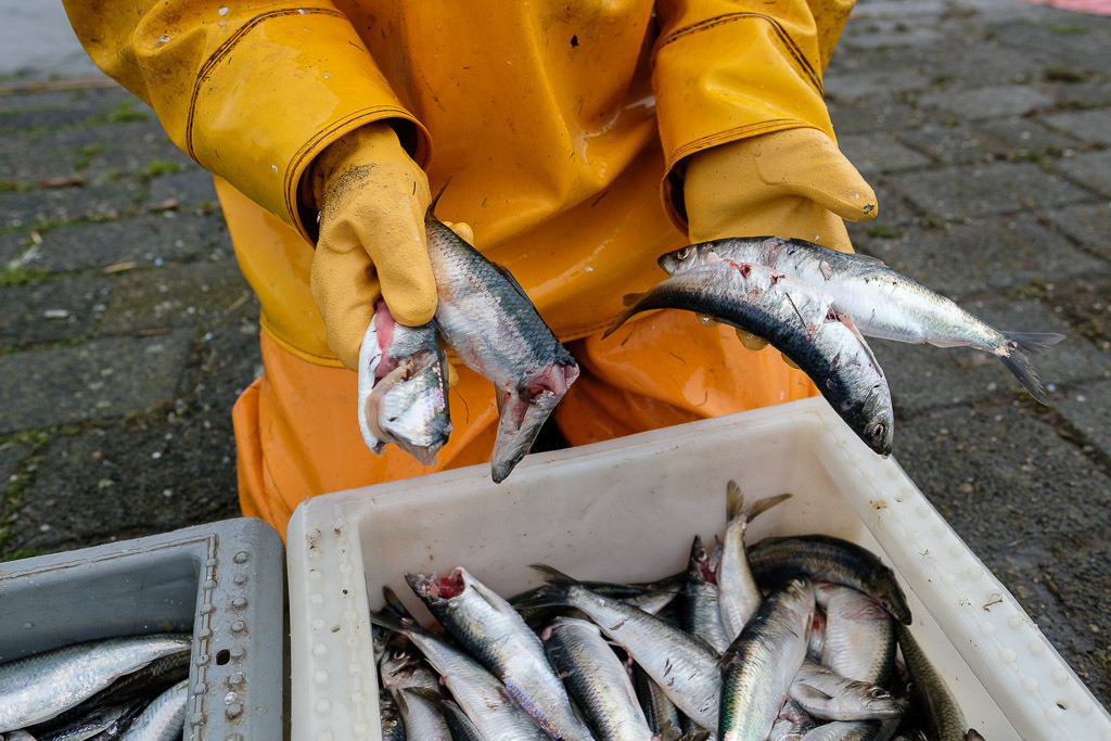zeitenwende-farbe-03-05 | Matthias Nanz aus Schleswig ist einer der letzten Berufsfischer an der Schlei. Mit seinem Boot fährt er vom Liegeplatz in Missunde zu den Fanggründen in der Schlei. An diesem nasskalten Fangtag Anfang März 2020 gingen vor allem Heringe ins Netz. Viele davon waren aufgrund von Kormoran-Attacken verletzt und unverkäuflich. - Realisiert mit Pictrs.com