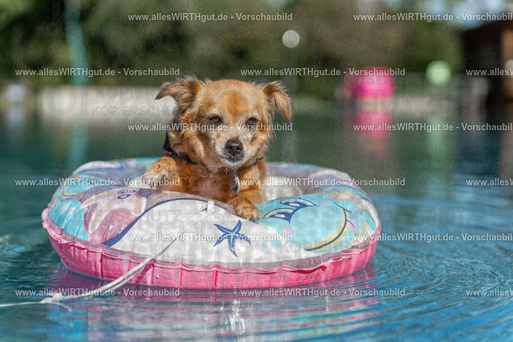 Hundeschwimmen_Volksbad_2026-allesWIRTHgut_Tierfotografie-2609061049-095908-7R509255 | Professionelle Tierfotografie in Mönchengladbach von Daniel Wirth (allesWIRTHgut). Liebevolle & natürliche Bilder von Hunden & Katzen für unvergessliche Erinnerungen.